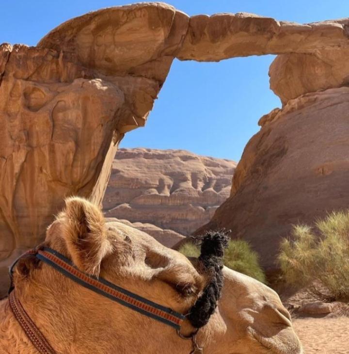 Moon City With Jeep Trips Wadi Rum Exteriér fotografie